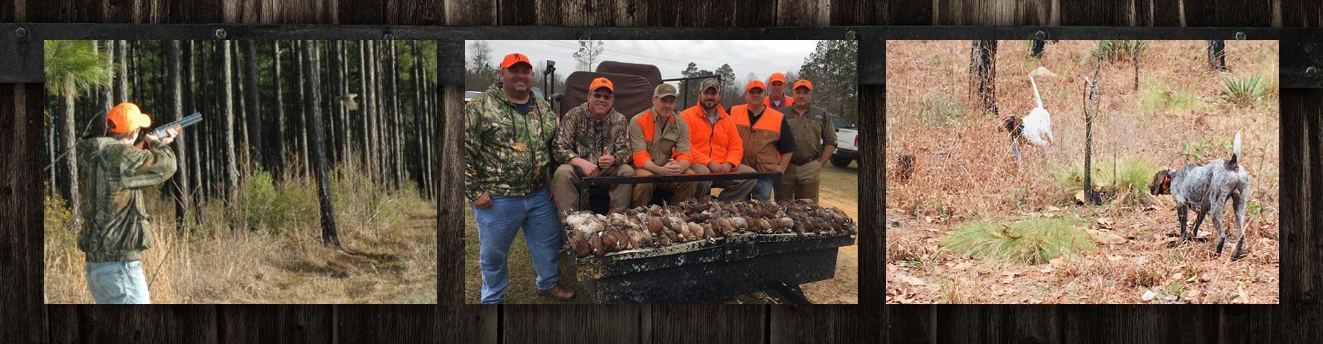 Georgia Quail Hunting Georgia Quail Hunting
